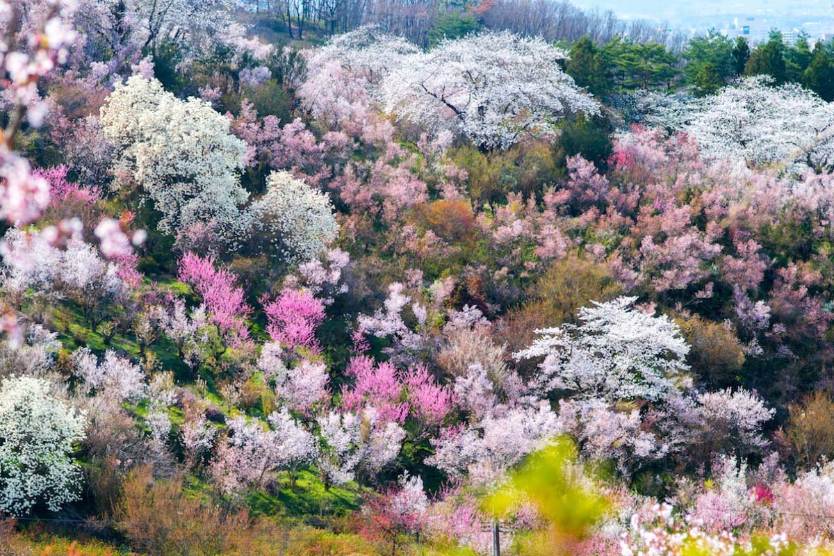 🌸 꽃구경 산 공원(하나미야마 코엔) 이미지 8